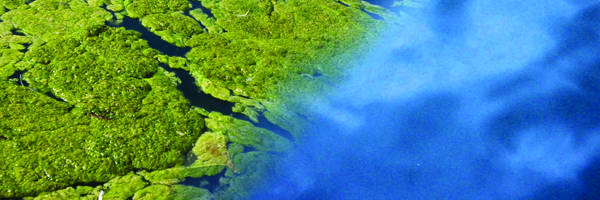 Algae in Pond